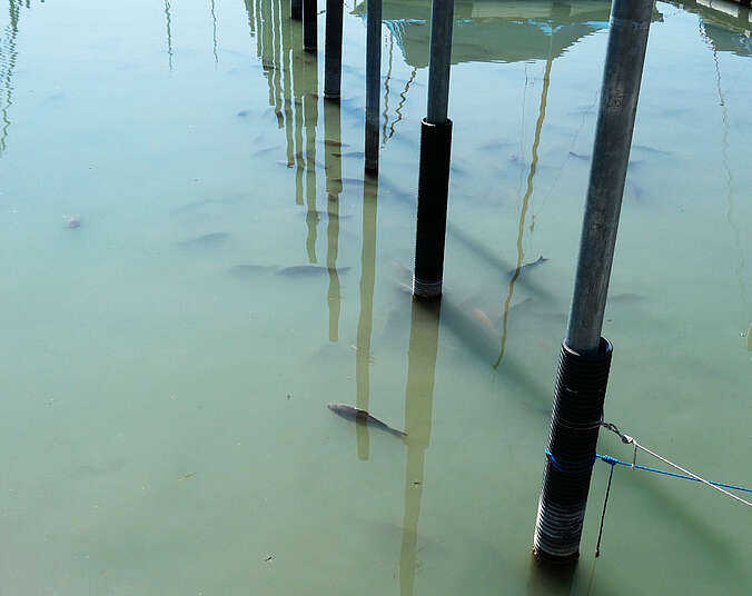 Fische im See (Foto: Landratsamt Bodenseekreis)