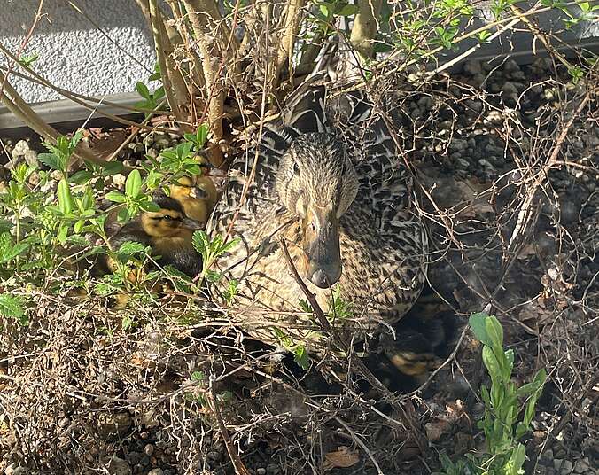 Ente mit Nest und Küken