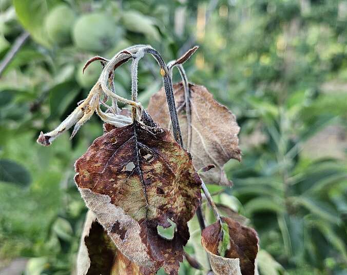 Blatt mit Feuerbrand (Foto: Landratsamt Bodenseekreis)