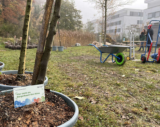Jungbäume in Töpfen auf Wiese