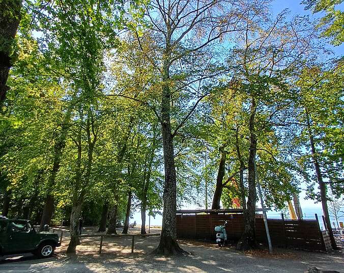 Bäume (Foto: Stadt Friedrichshafen)